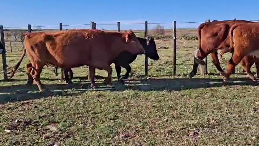 Lote VACAS PREÑADAS