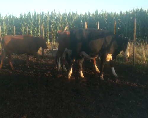 Lote 36 Vaquillonas en Buenos Aires