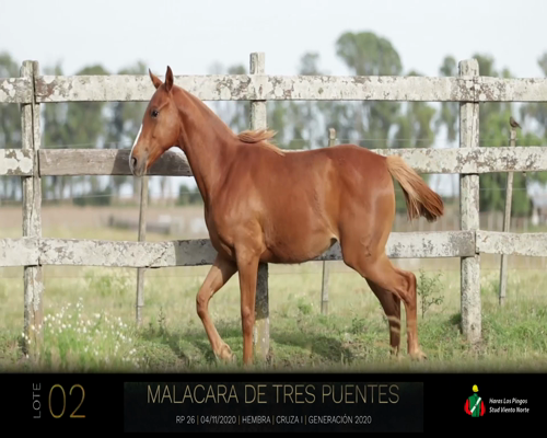 Lote MALACARA DE TRES PUENTES