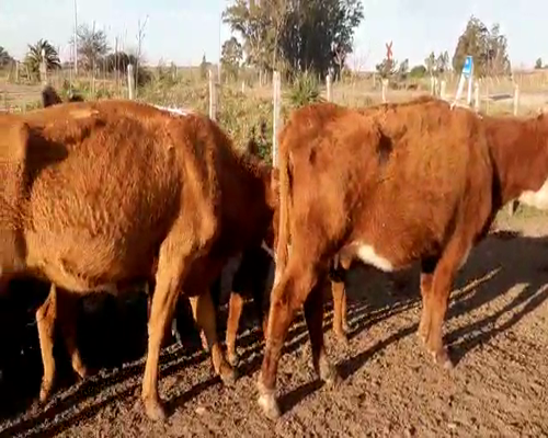 Lote 24 Ovejas piezas de cría HEREFORD,  ANGUS Y CRUZAS, San José