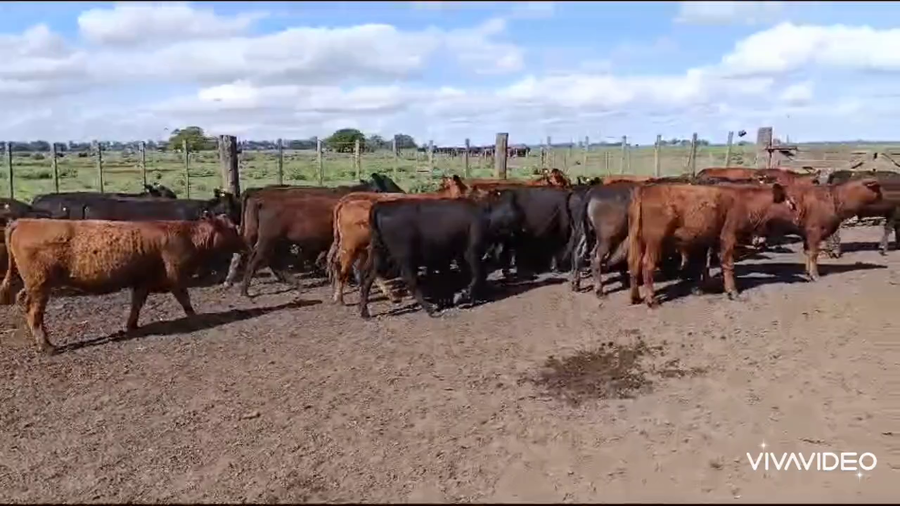 Lote 95 Terneros/as