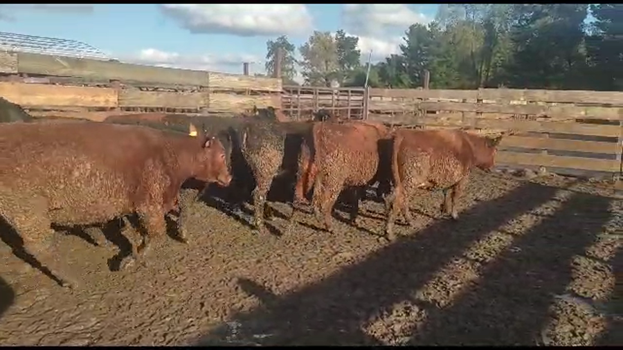 Lote 20 Vaquilla Gorda en Los Ángeles, VIII Región Biobío