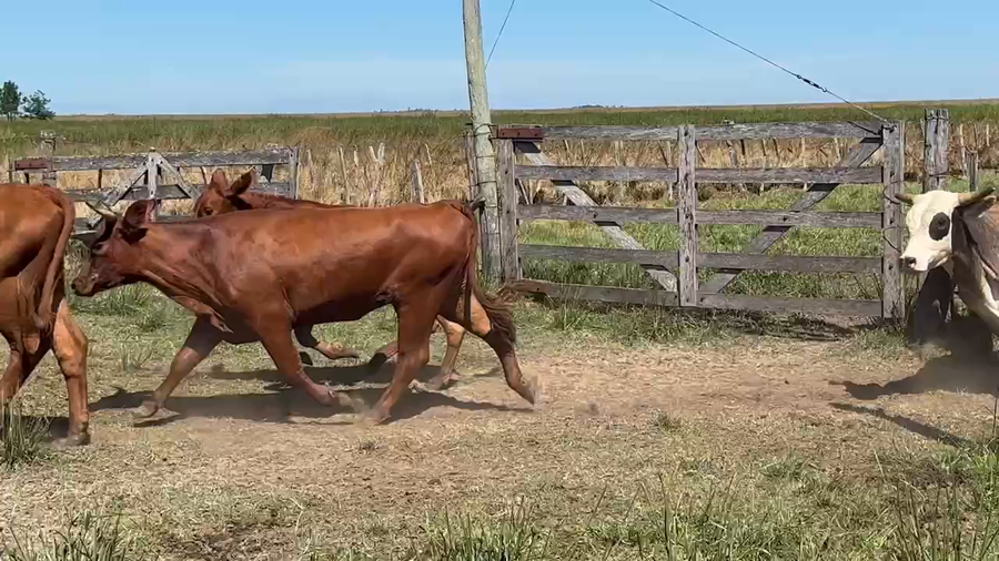 Lote 30 Vaquillonas en Ituzaingó, Corrientes