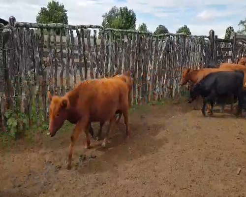 Lote 70 Terneros en Sauce, Corrientes