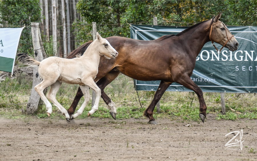 Lote La puchi Ñaquiñá