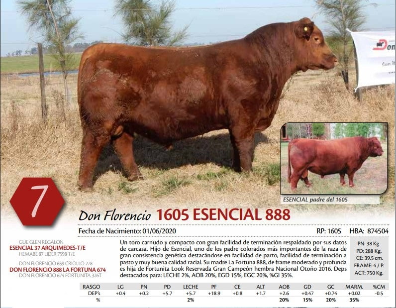 Lote TORO