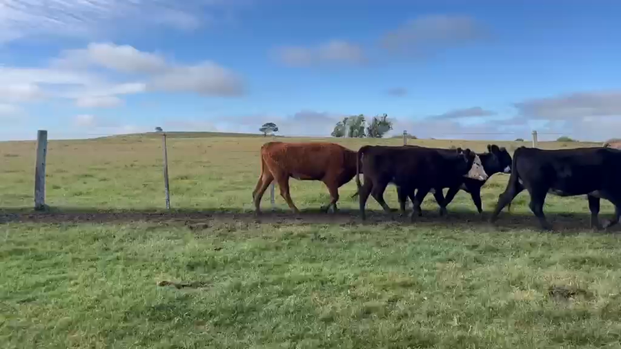 Lote VAQUILLONAS 1 A 2