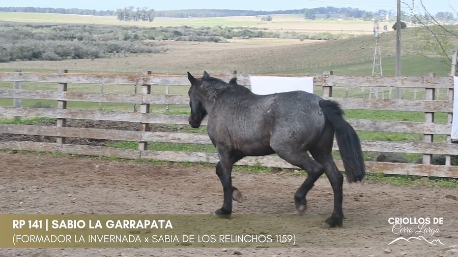 Lote SABIO LA GARRAPATA