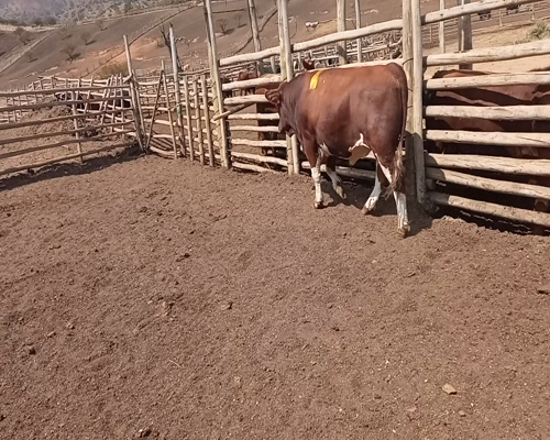 Lote 20 Torete en Melipilla, Región Metropolitana