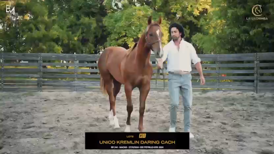 Lote UNICO KREMLIN DARING CACH