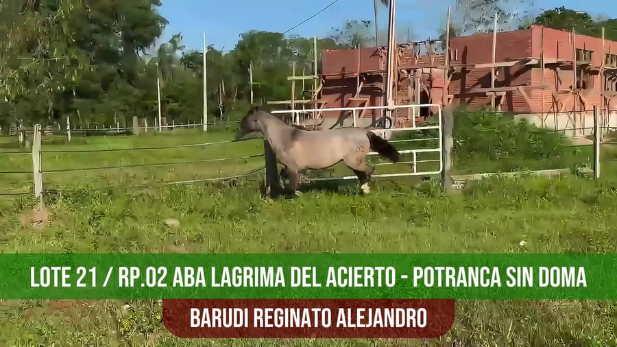 Lote ABA LAGRIMA DEL ACIERTO