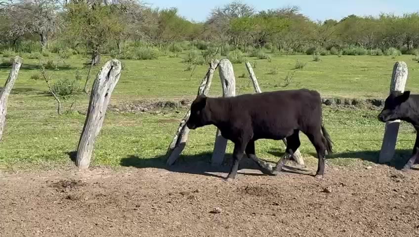 Lote M Y H - Feliciano E R