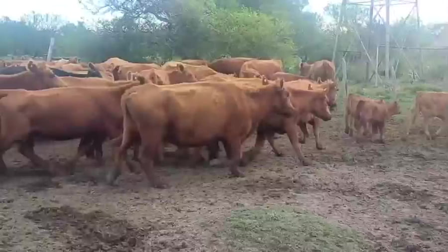 Lote 109 Vacas con Cría  en Entre Ríos, Federal