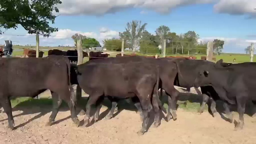 Lote 240 Novillitos