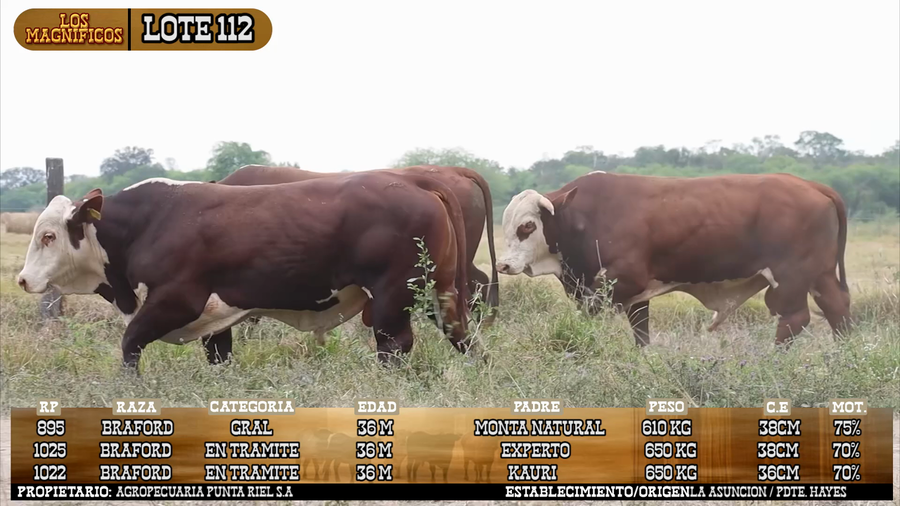 Lote LOTE 112 - PANTALLA