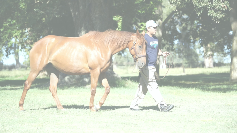 Lote ESCAPISTA (EQUAL STRIPES -  ESCAPE FOX)  C/DERECHO A SERVICIO  CITYSCAPE 2026'
