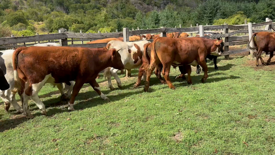Lote 26 Novillo Engorda en Aysén, XI Región Aysén