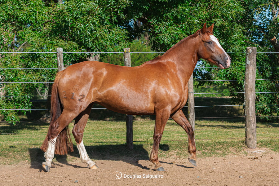 Lote KE LINDA DE LA COLINA