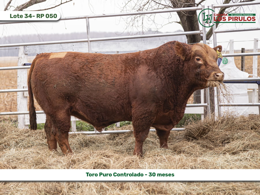 Lote TOROS PUROS CONTROLADOS - 22/24 meses