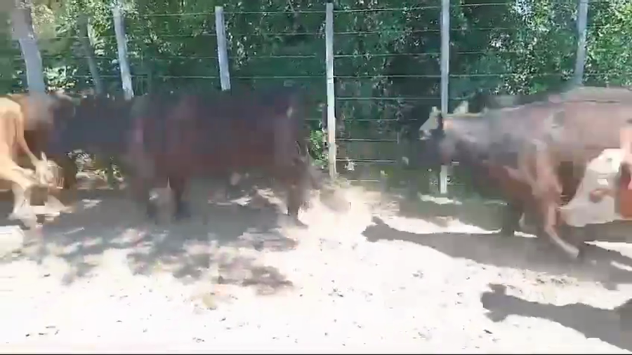 Lote TERNEROS Y TERNERAS