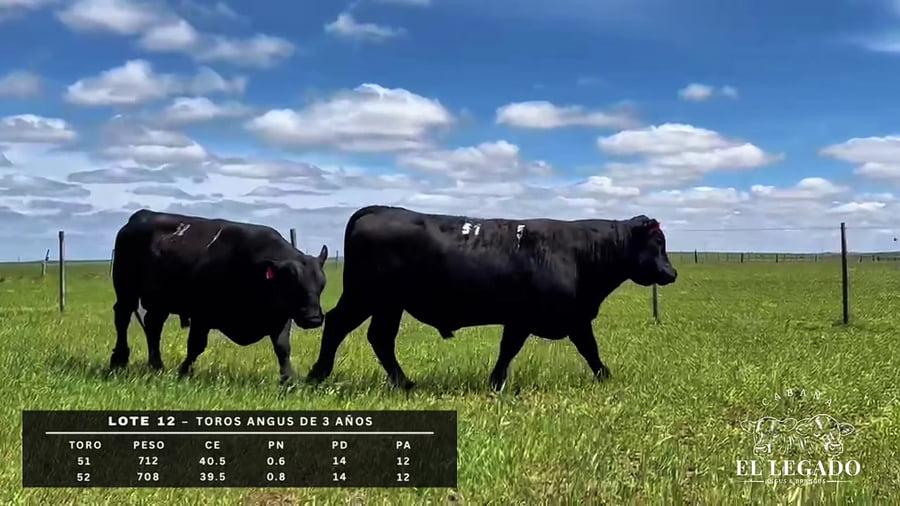 Lote Toro Angus de 3 años