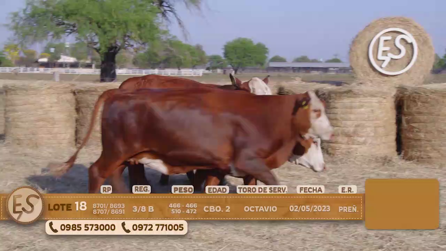 Lote Hembras Preñadas