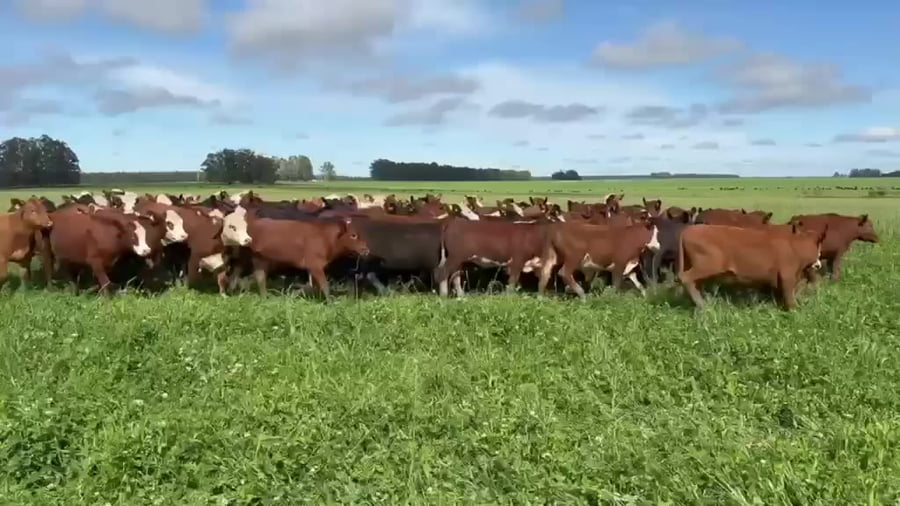 Lote 80 Novillitos