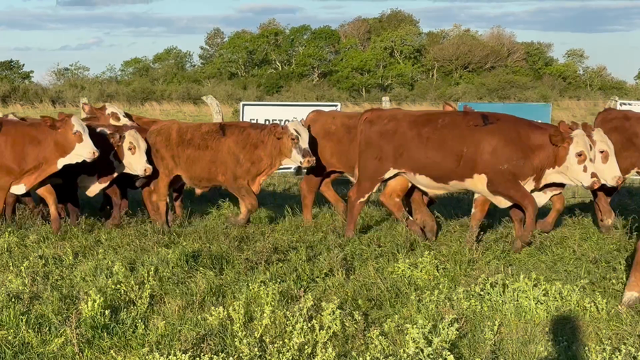 Lote 105 Terneros en Corrientes, Mercedes