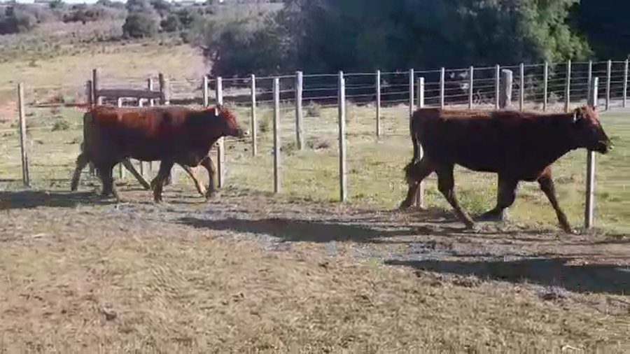 Lote (Vendido)5 Vaquillonas 1 a 2 años HEREFORD/ ANGUS a remate en PANTALLA FEDERICO GARLAND 275kg -  en PASO HOSPITAL