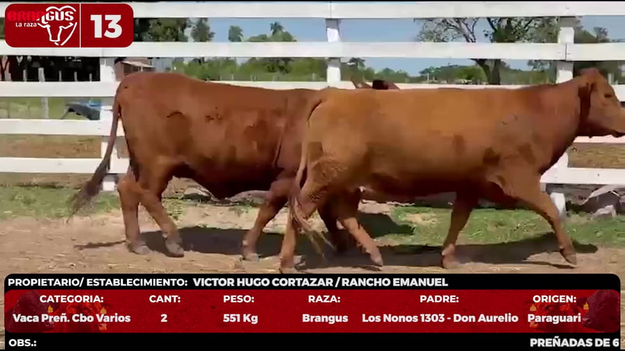 Lote LOTE 13 - POR PANTALLA