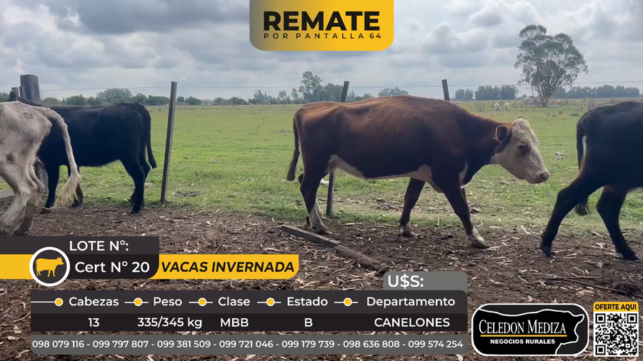 Lote 13 Vacas de Invernada ruta 11 y 32 en Canelones