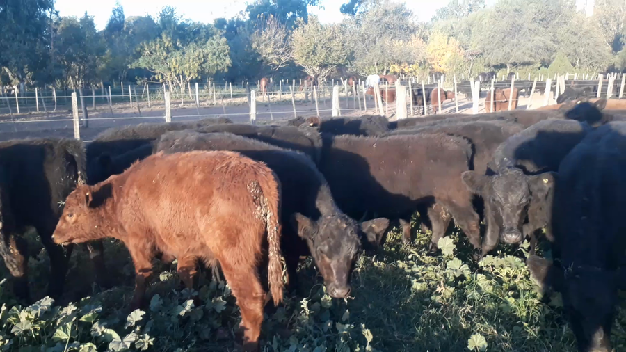 Lote 60 Terneros en Buenos Aires, Daireaux