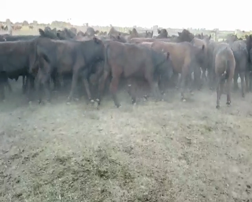 Lote 63 Terneros en Villaguay, Entre Ríos