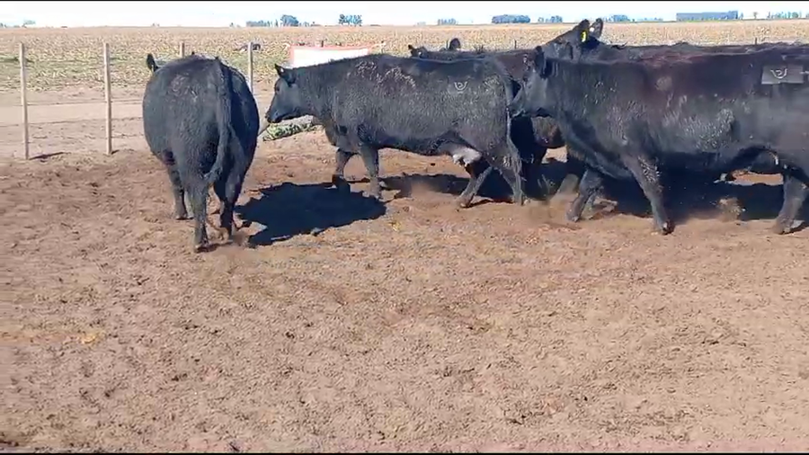 Lote LA PROMETIDA DE SANTA YVONE: 10 vaquillonas AAN  M.A.S