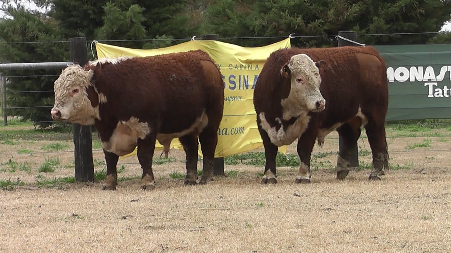 Lote TOROS P. HEREFORD PR