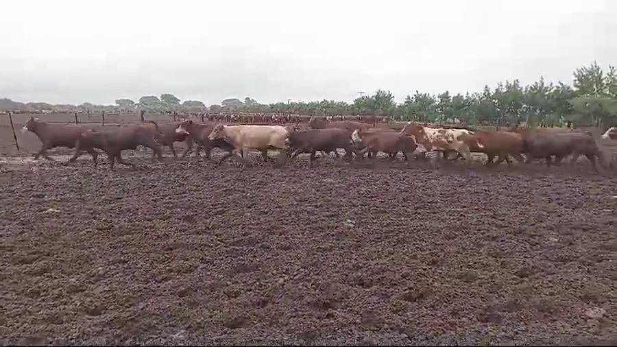 Lote 115 TERNEROS BRANGUS COLORADOS Y SUS CRUZAS EN CULULÚ, SANTA FE