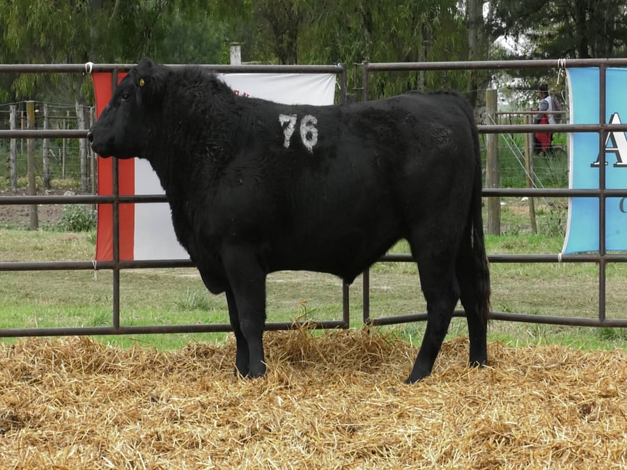 Lote TOROS ANGUS NEGROS PC