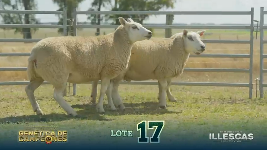 Lote LOTE 17