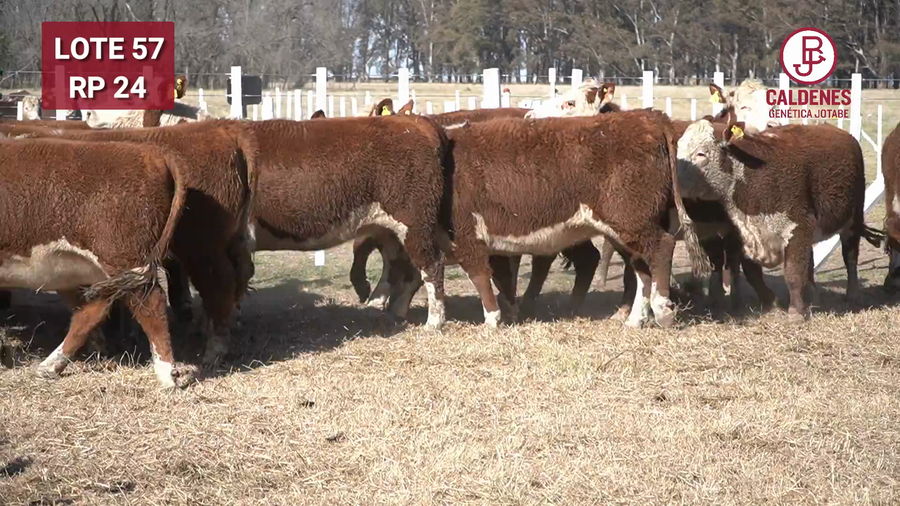 Lote VAQUILLONA PR PREÑADA PARICIÓN PRIMAVERA