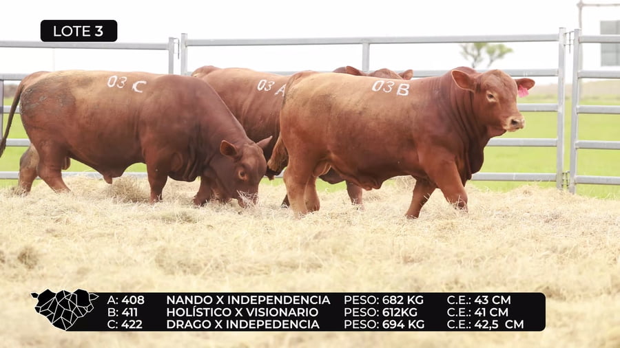 Lote Lote 3