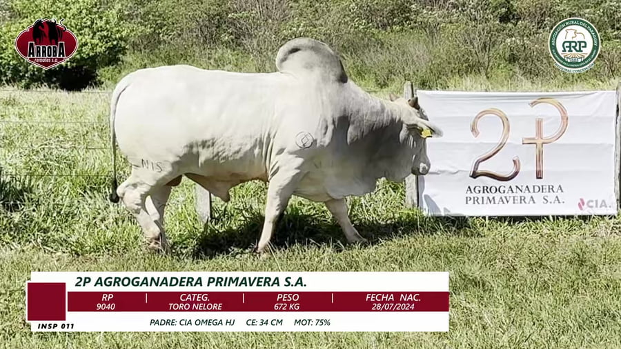 Lote TORO NELORE