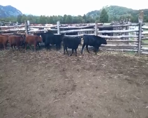 Lote 80 Ternera en XI Región Aysén, Cisnes