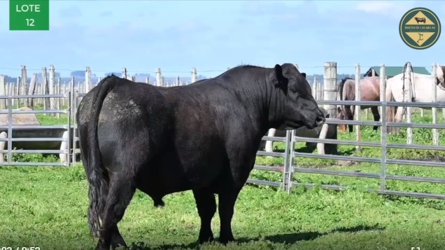 Lote TOROS RP 2706 2734 2743