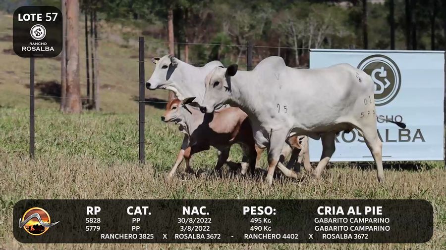 Lote LOTE 57