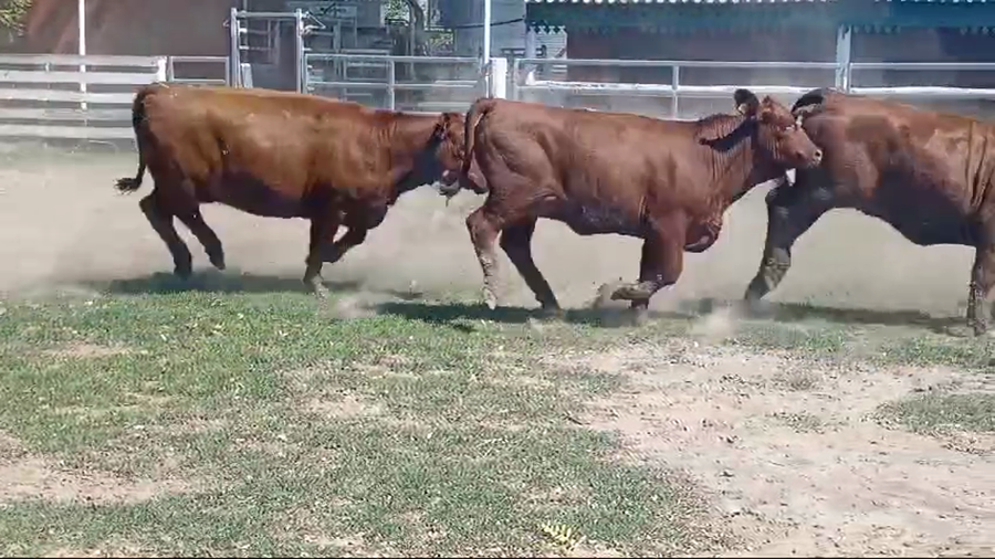 Lote 20 Vaquillonas P/ entorar