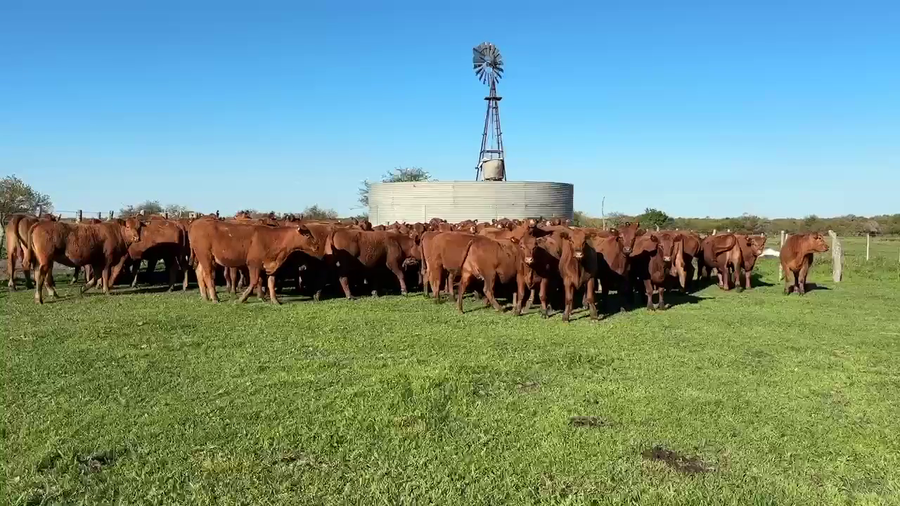 Lote 75 Terneras