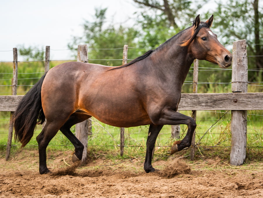 Lote Mañanera Serpentina