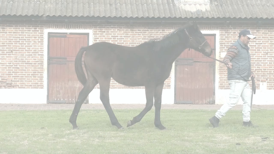 Lote MAKING (VILLAGE KING - MENCION)