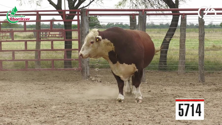 Lote Hereford