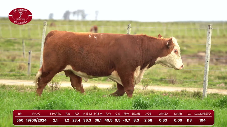 Lote Hereford